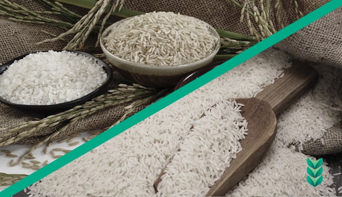 برنج گیلان یا مازندران ؟ کدام برنج ، برنج بهتری است ؟