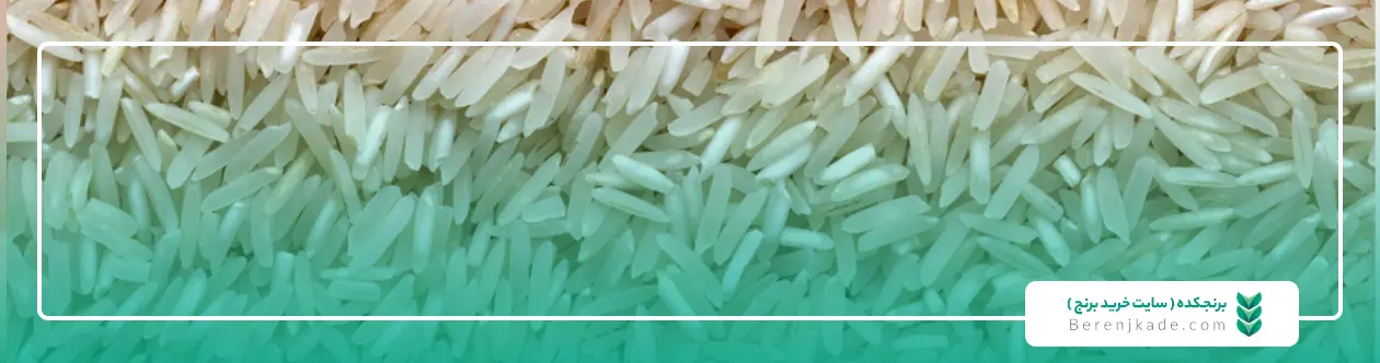 برنج شیرودی چیست و چه ویژگی هایی دارد ؟