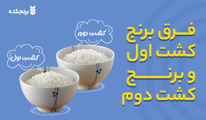 فرق برنج کشت اول و برنج کشت دوم ( کدام یک بهتر است ؟ )